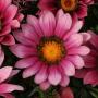 Seminte profesionale Gazania rigens - imagine 48971